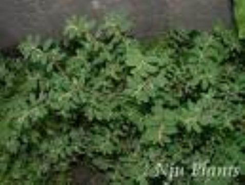 Euphorbia Humifusa Extract